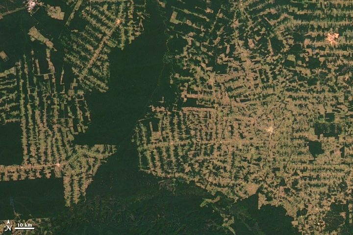 Amazon rainforest in Rondonia, 2012