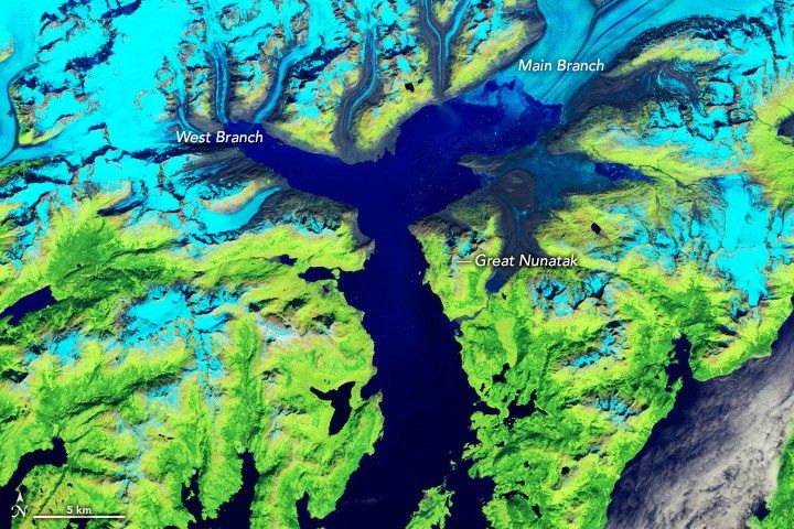 Satellite image of Columbia Glacier in Alaska in 2024 showing the glacier's terminus retreated far up the fjord with floating ice in the water